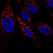 Confocal microscope image of human prostate cancer epithelial PC-3 cells labeled with DSHB antibody H5C6 (red). PMIDP: 37285022, Fig. 8A.